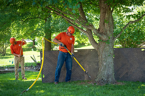 Root Cleanup