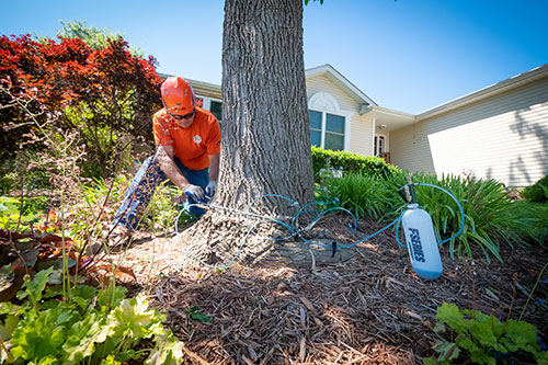 Tree injection