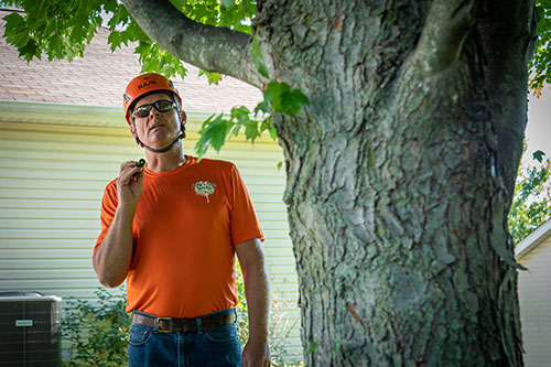 Tree inspection